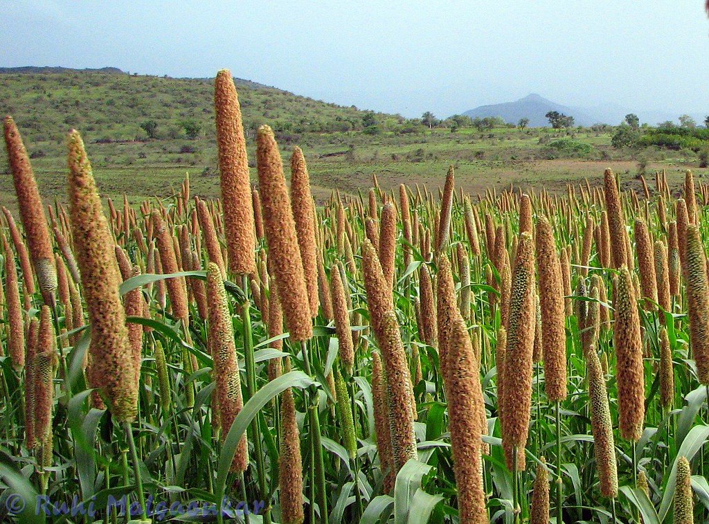 Our Farmers and Tradition